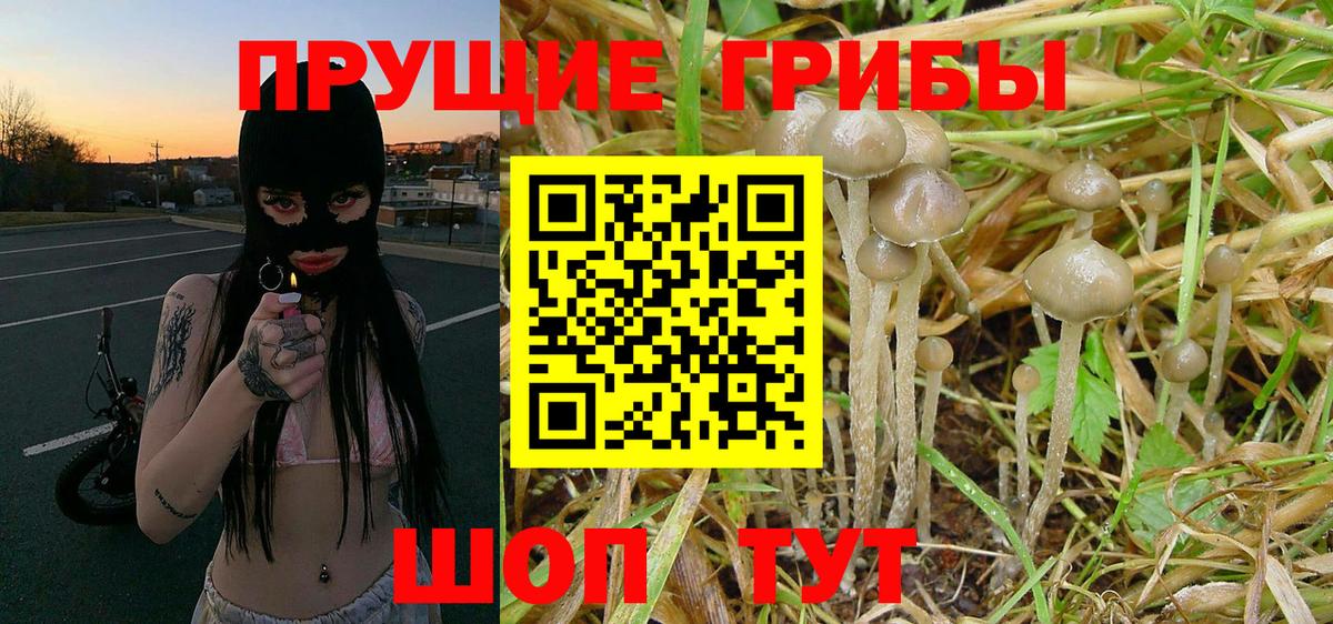 Псилоцибиновые грибы Psilocybe  Вход с VPN  Югорск  Галлюциногенные грибы мицелий 